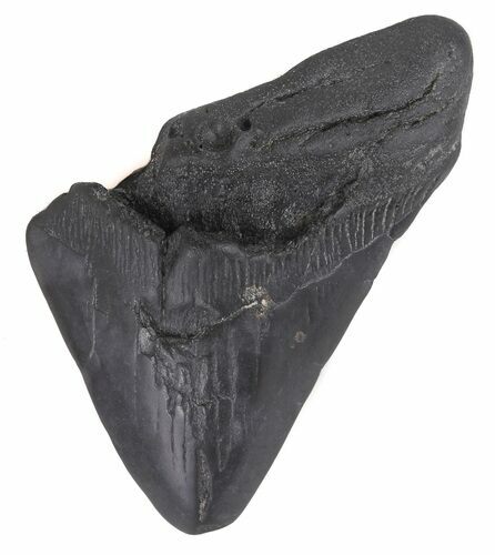 Partial, Megalodon Tooth - Georgia #48928